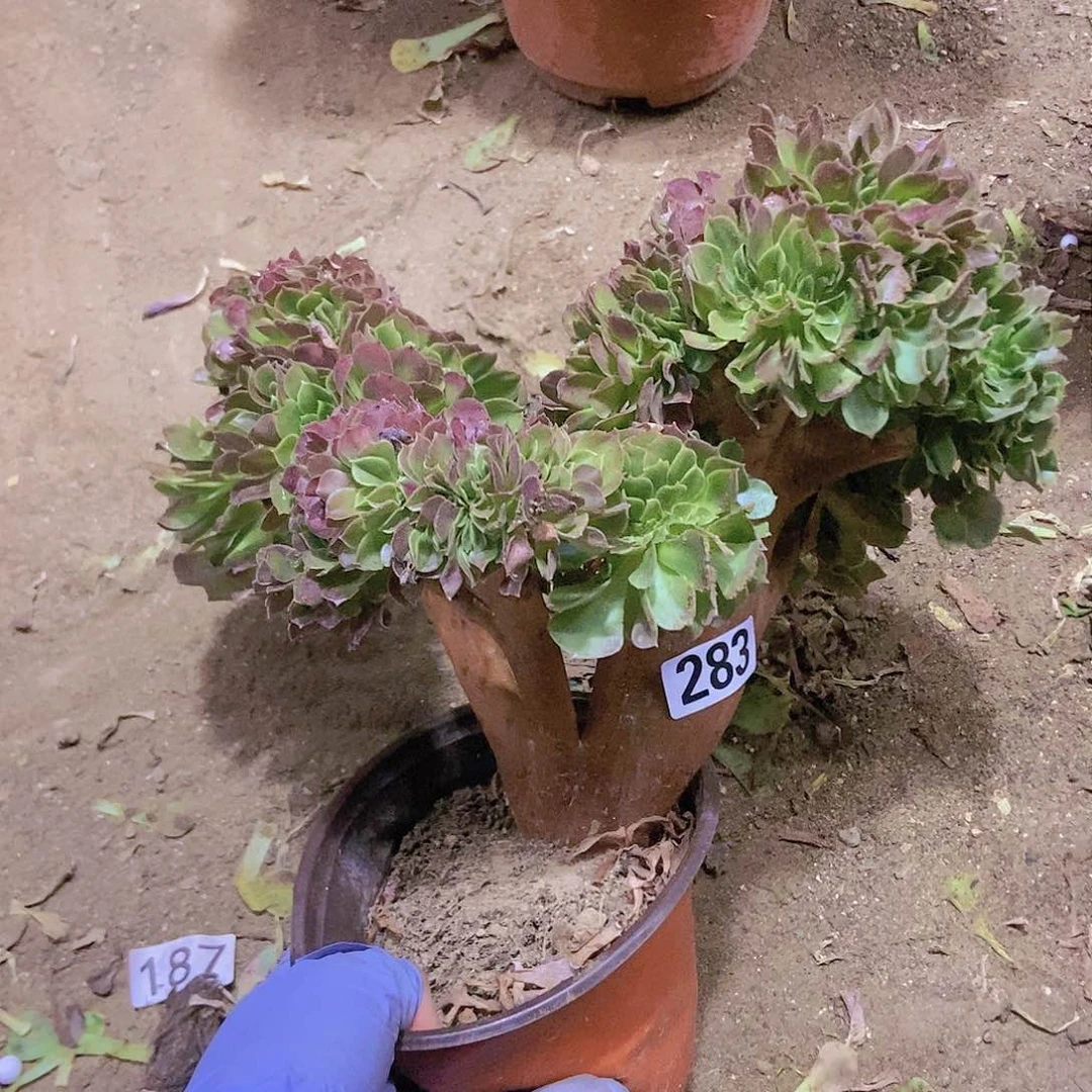 283玫瑰法师缀老板子法师缀