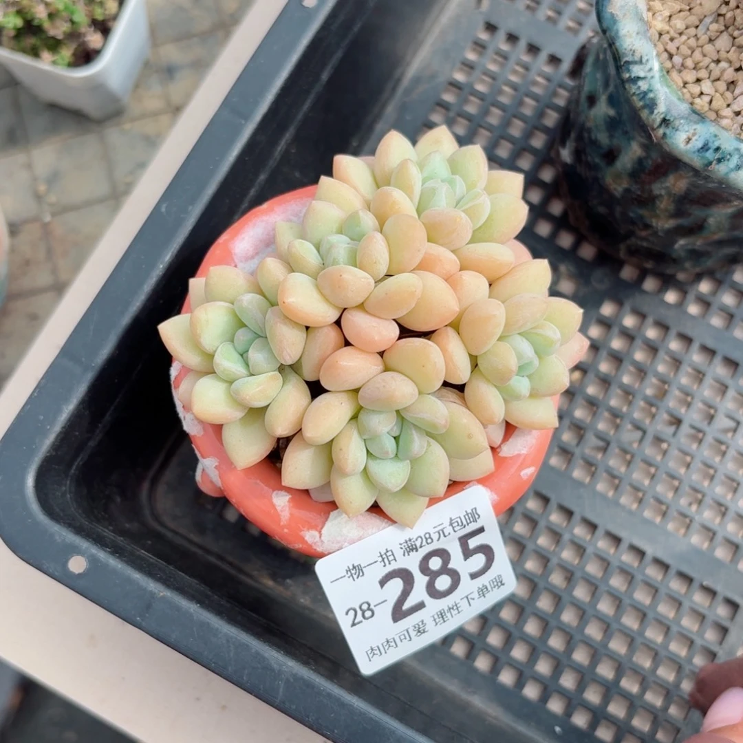 泡泡糖多肉无盆土发货无盆土发货无