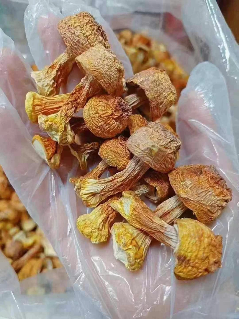 小阿姨推荐巴西姑