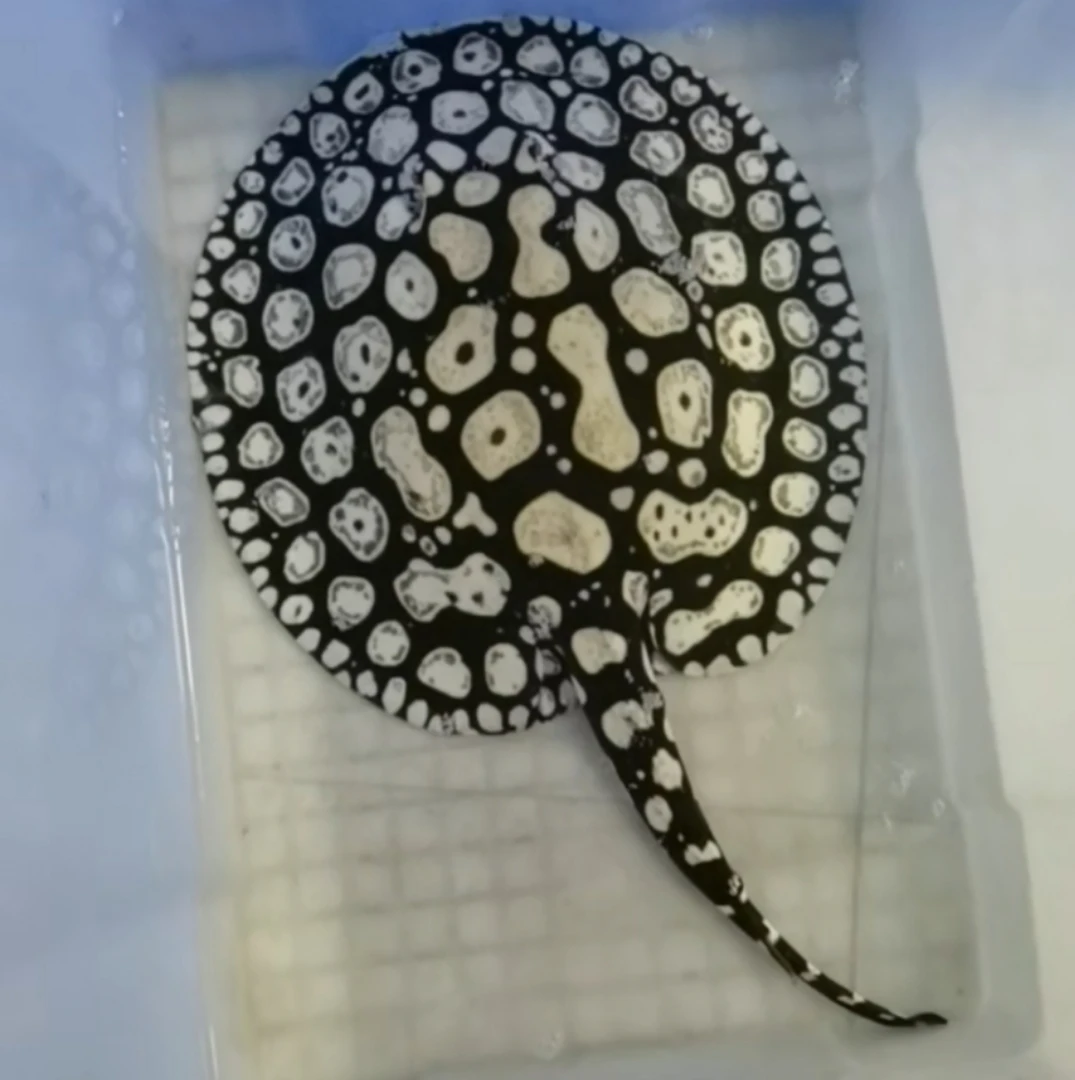 直播间挑选一鱼鱼观赏鱼一拍魟鱼男神皇冠活体魟鱼热带观赏鱼