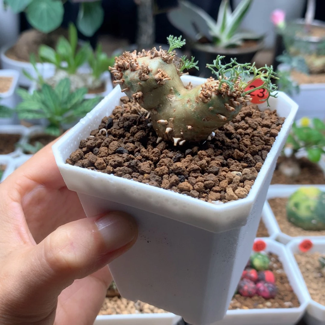 白皮月界母本带盆
