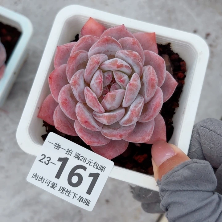 橙梦露多肉植物多肉植物