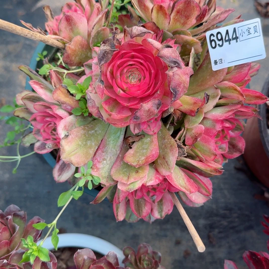 简****36944荔枝多肉多好