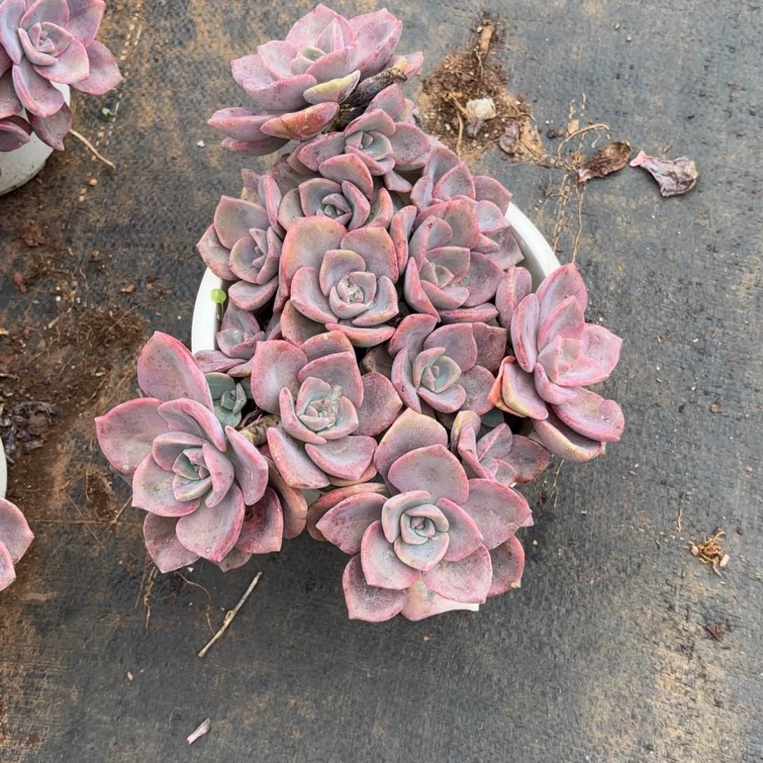 老庄彩虹糖多肉植物