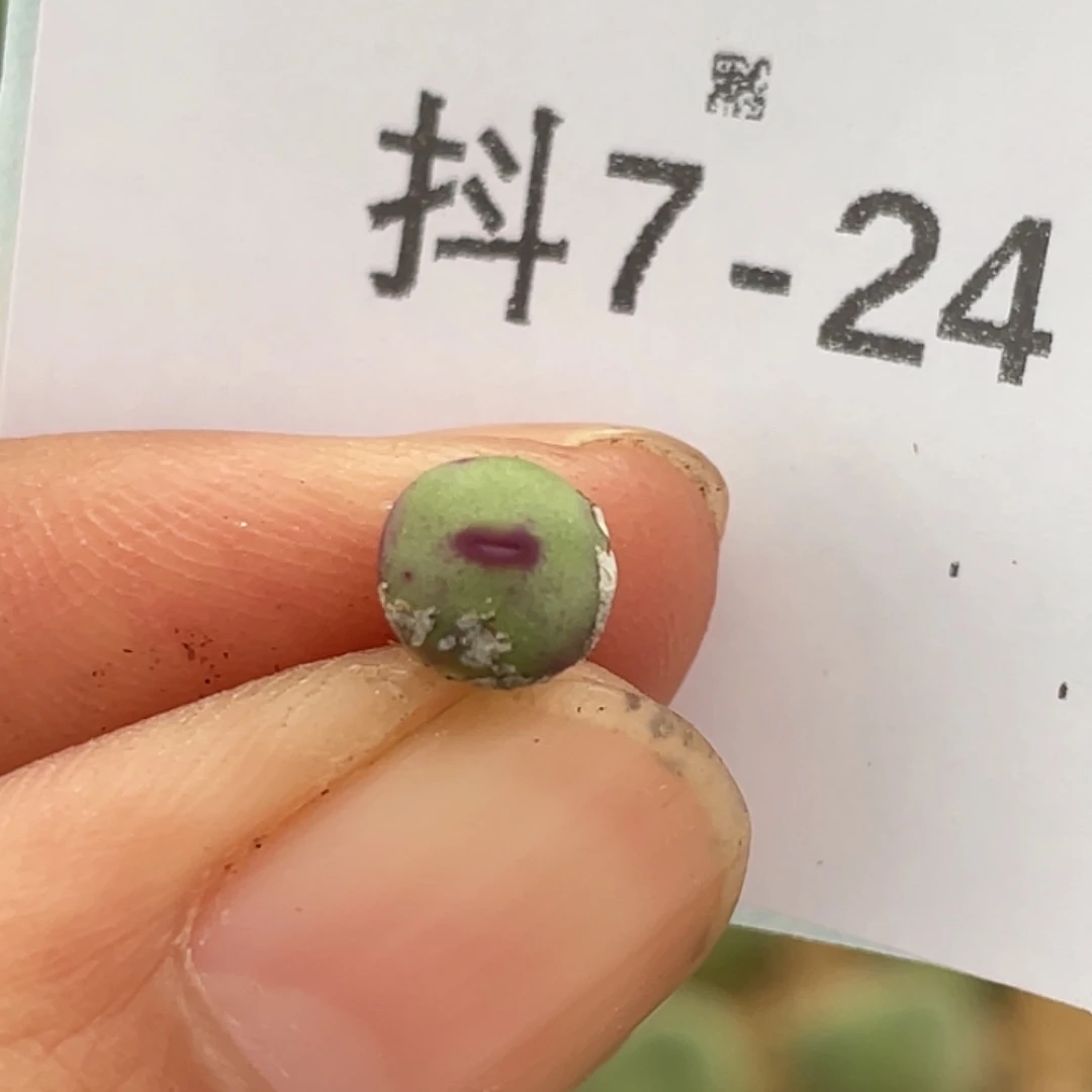 7-24嘴多肉植物肉锥