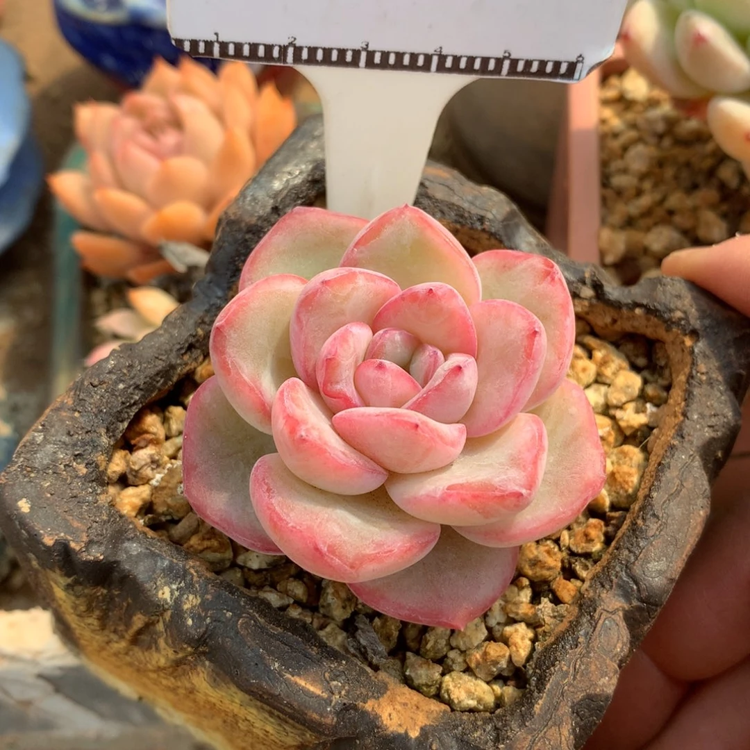 奶油泡芙老桩多肉