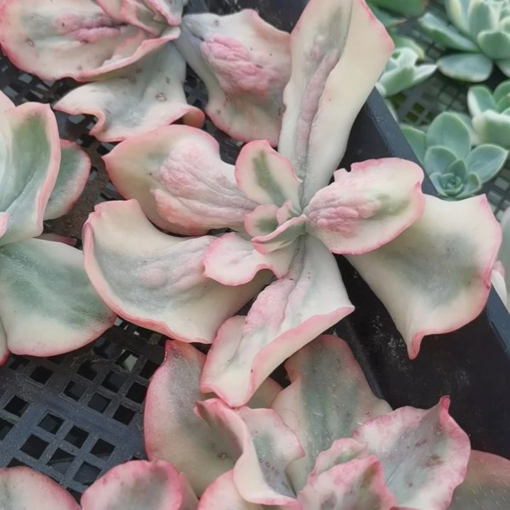 舞会红裙瘤子版白覆轮锦砍头