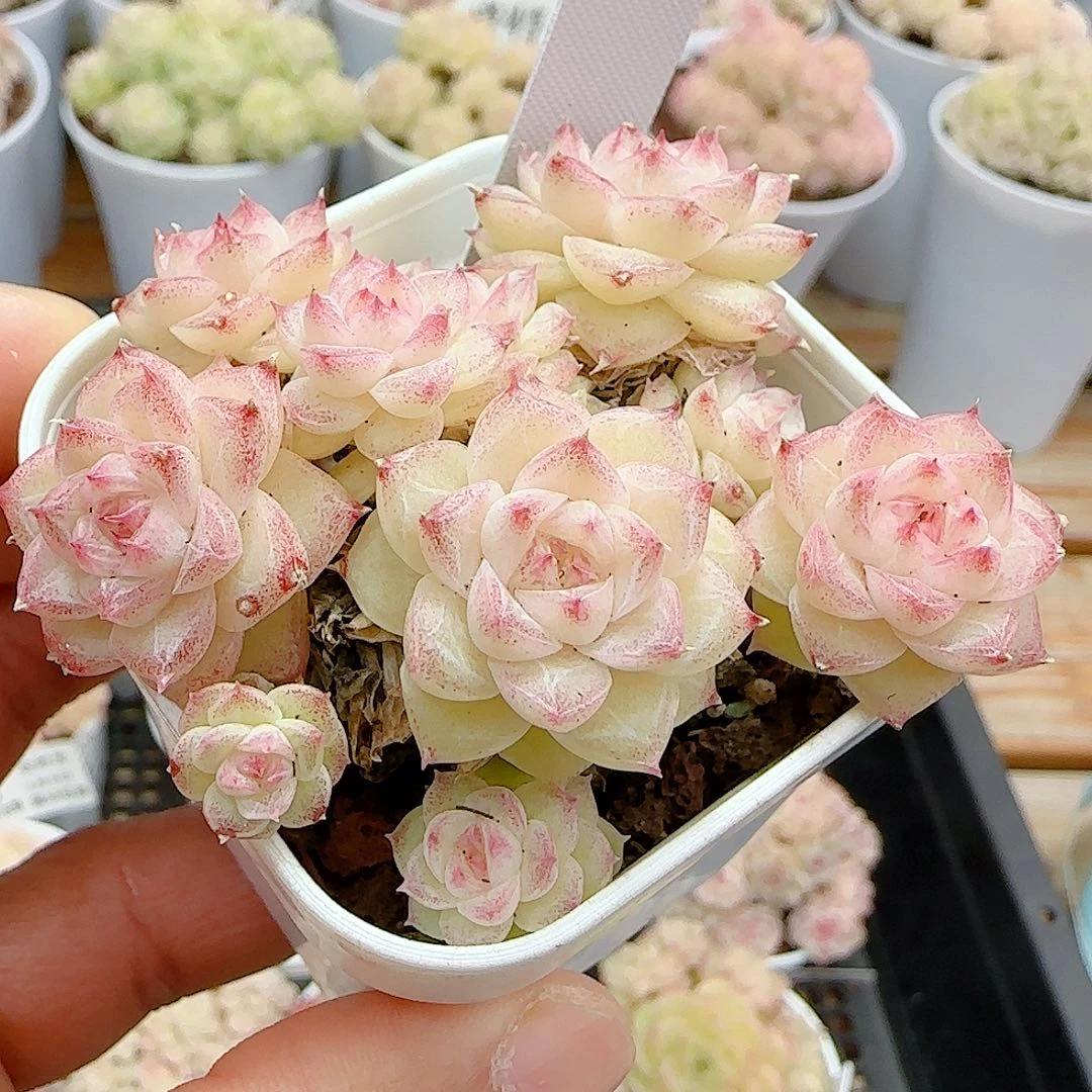 0105-23（m1-519）优选