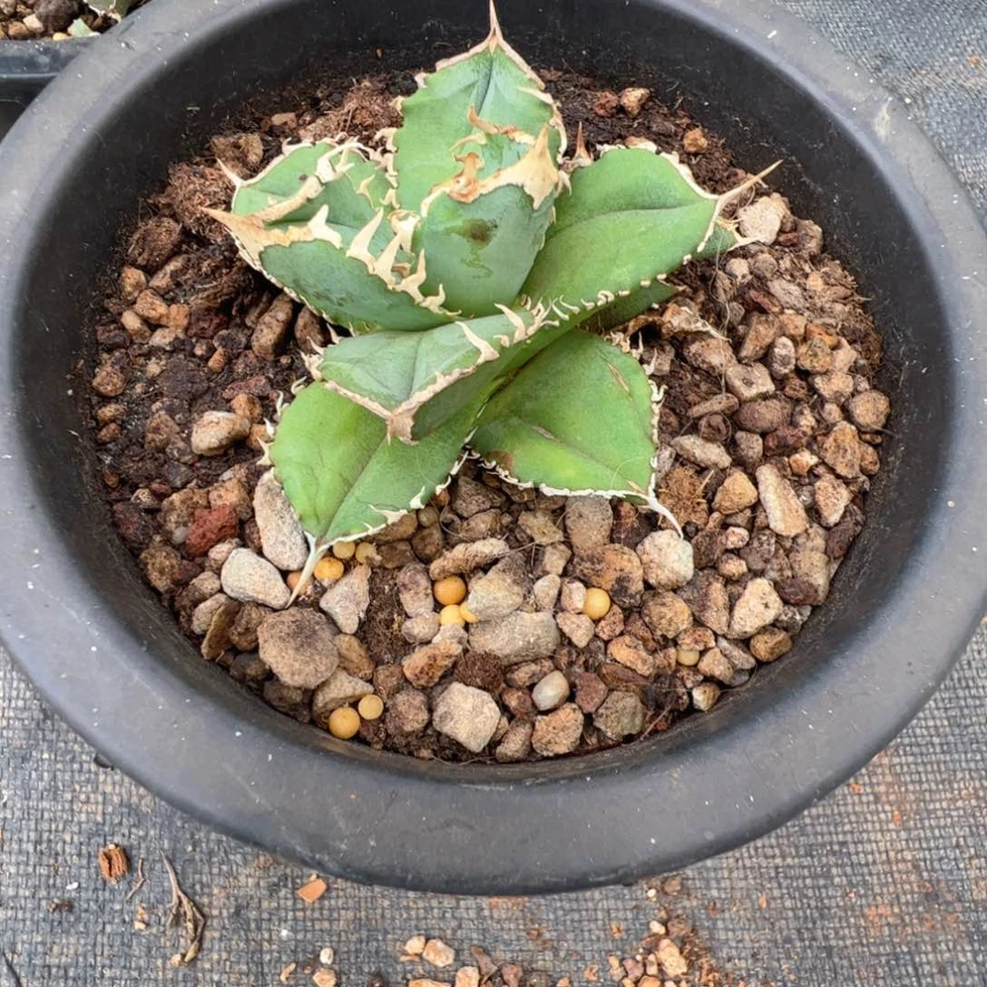 小*發龙舌兰白豪刺芽子