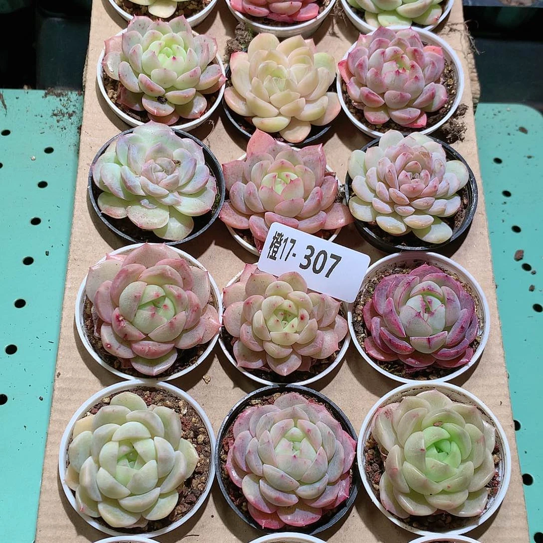 17-307一物一拍带盆18颗