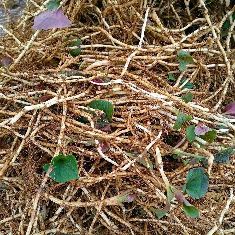贵州灵魂附体折耳根鱼腥草新鲜现挖现发安逸很
