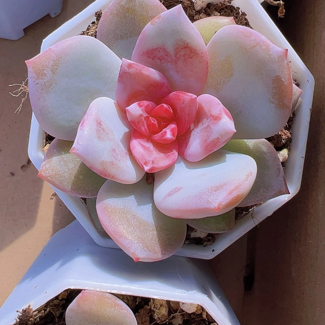 溏心雪天使19包邮