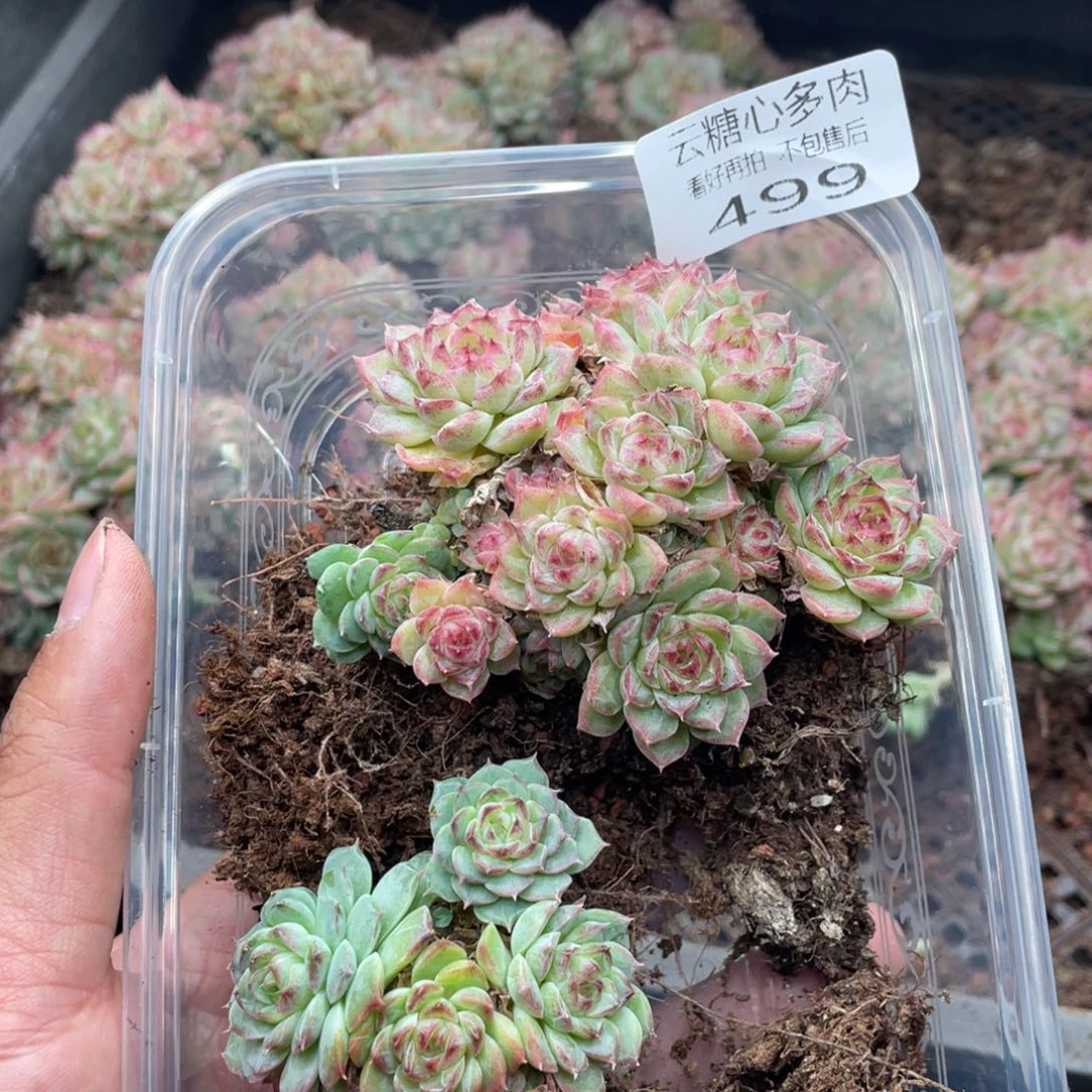 云糖心多肉植物499
