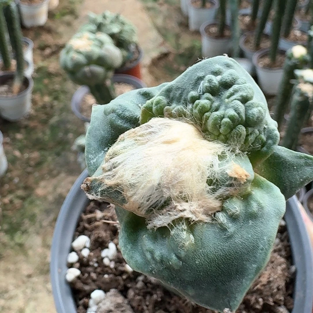【闪购商品】无花朵叁***异栗源怒涛046