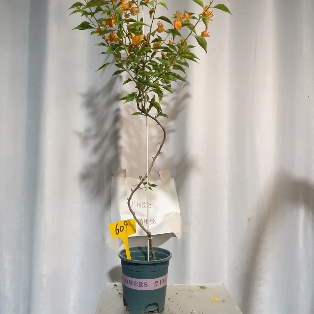 当前无花栽培后可以开花609橙桑巴细杆高飘款