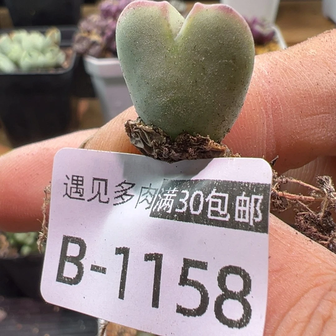 多肉植物1111111111111