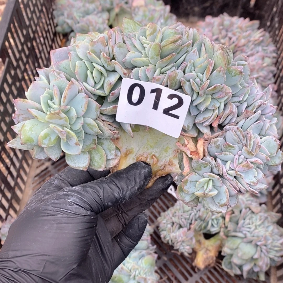 三***糕012白凤缀哇哇呀哇