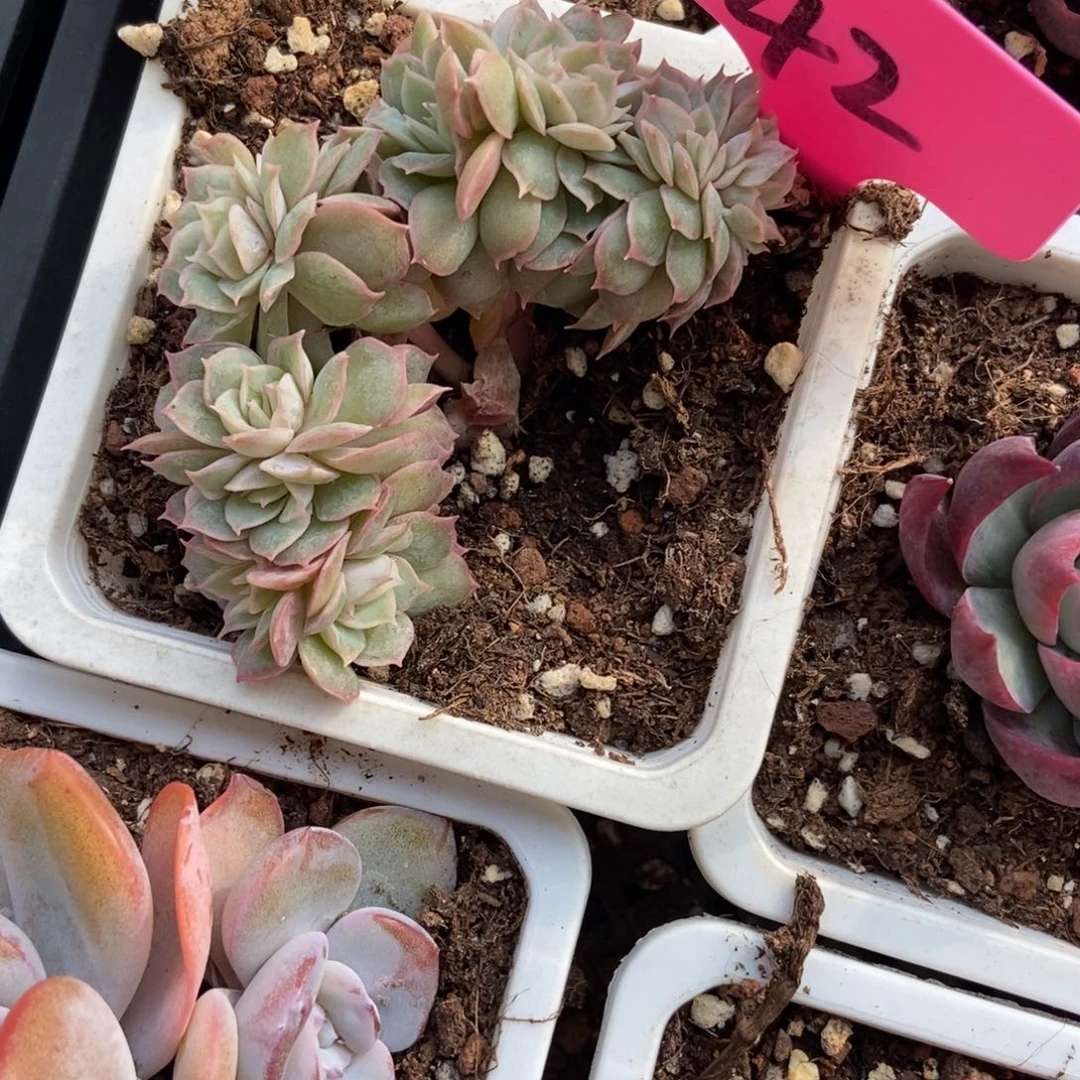 42盎司诺缀多肉植物