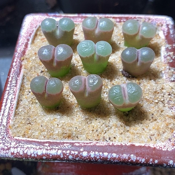 熊猫磁铁一颗。  买二送一。