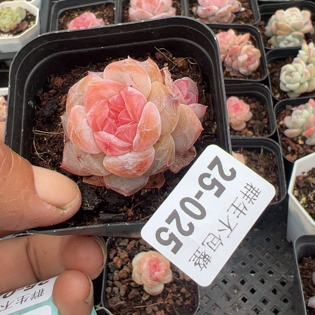 小卡拉米糖心一物一拍25-25