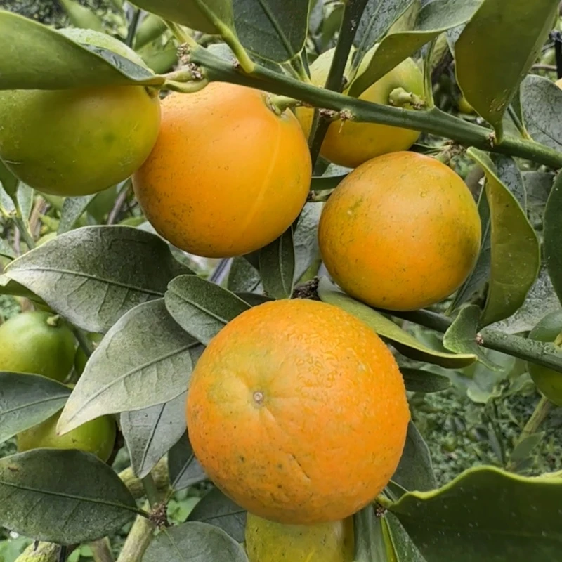 【第三代】正宗融安脆蜜金柑新鲜水果广西脆皮金桔纯甜