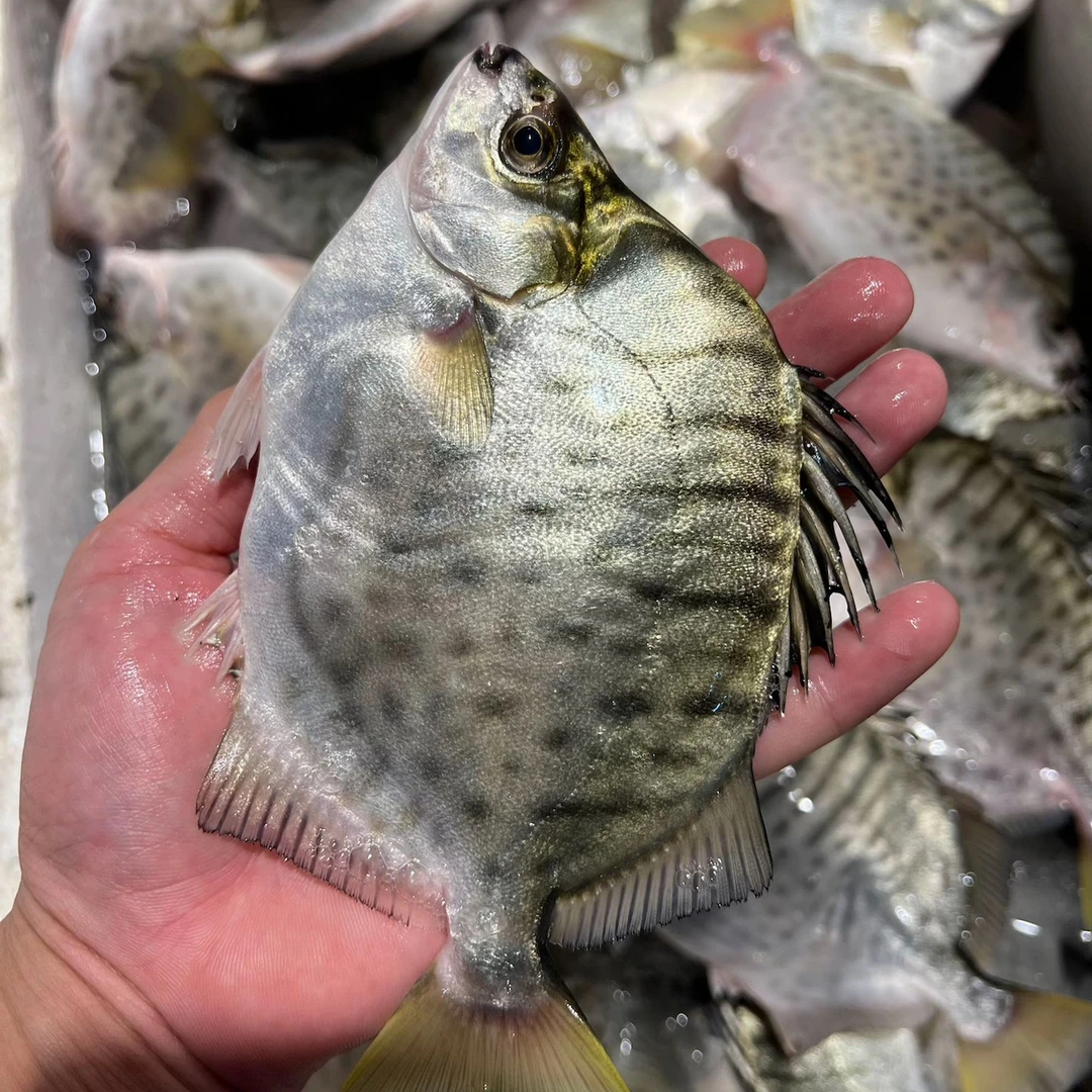 广东阳江海捕银古鱼，清蒸打汤肉质鲜美