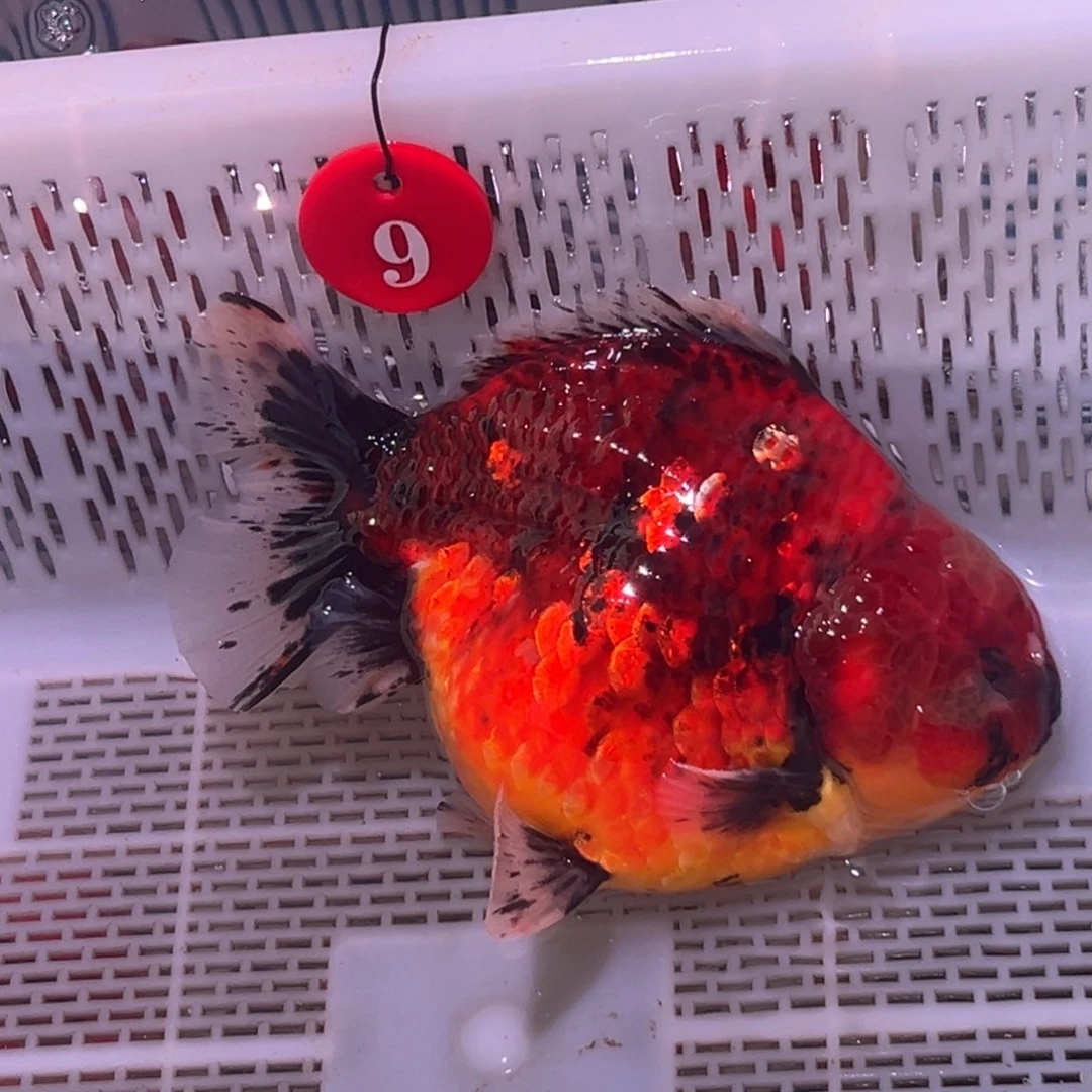 骑****海水鱼你好意思的不给人家面子