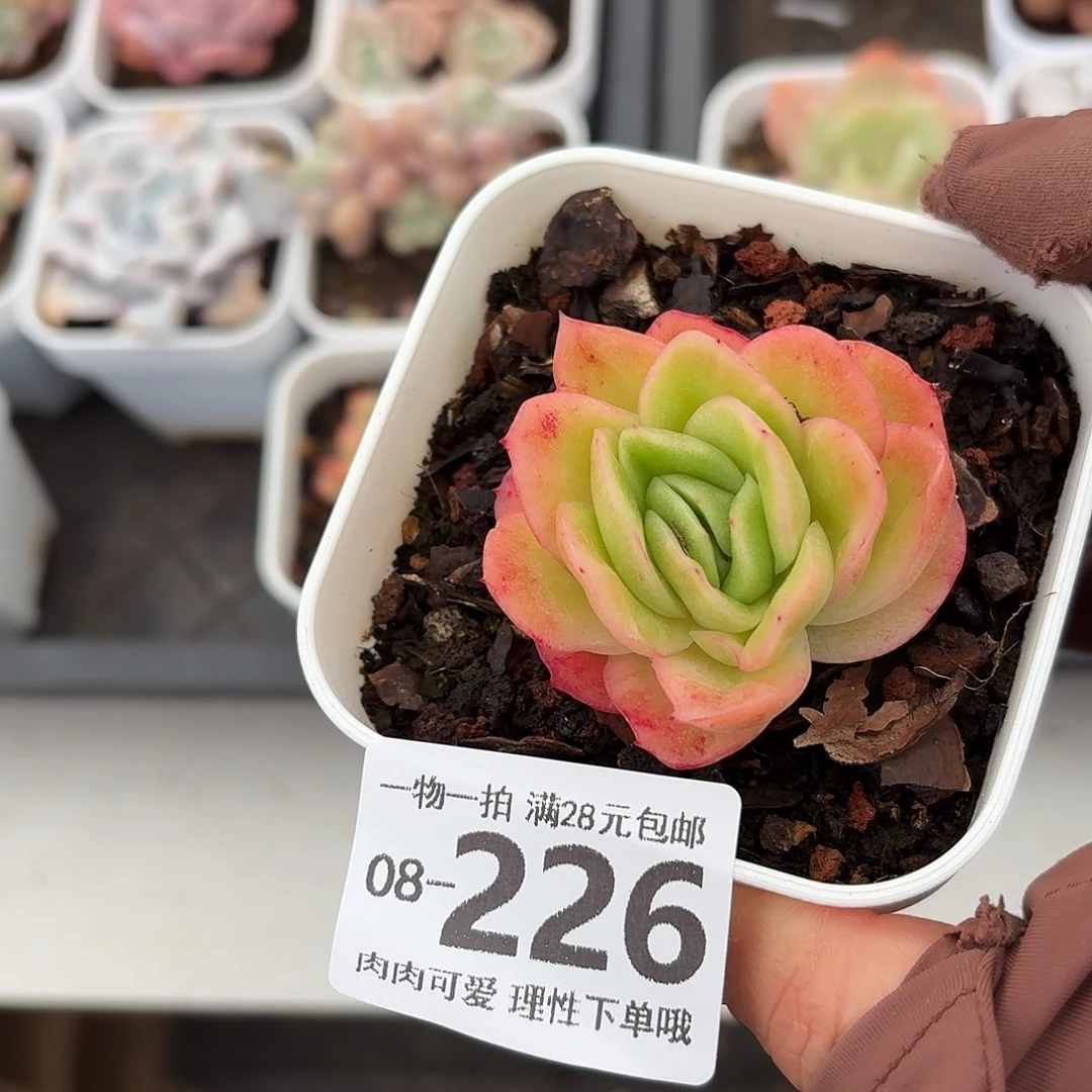 冰玫瑰无盆土发货无盆土发货无