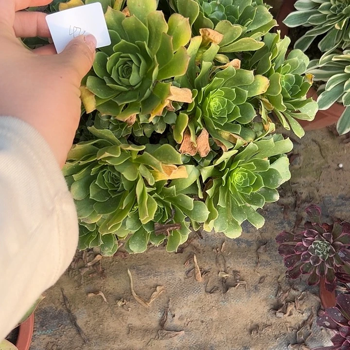 在****沦多肉法师植物链接42