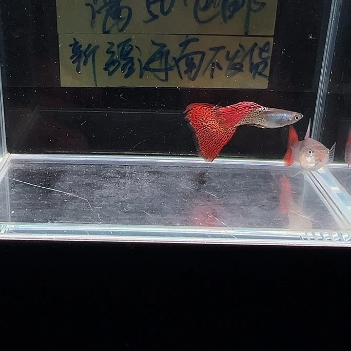 孔雀鱼金属红蕾丝