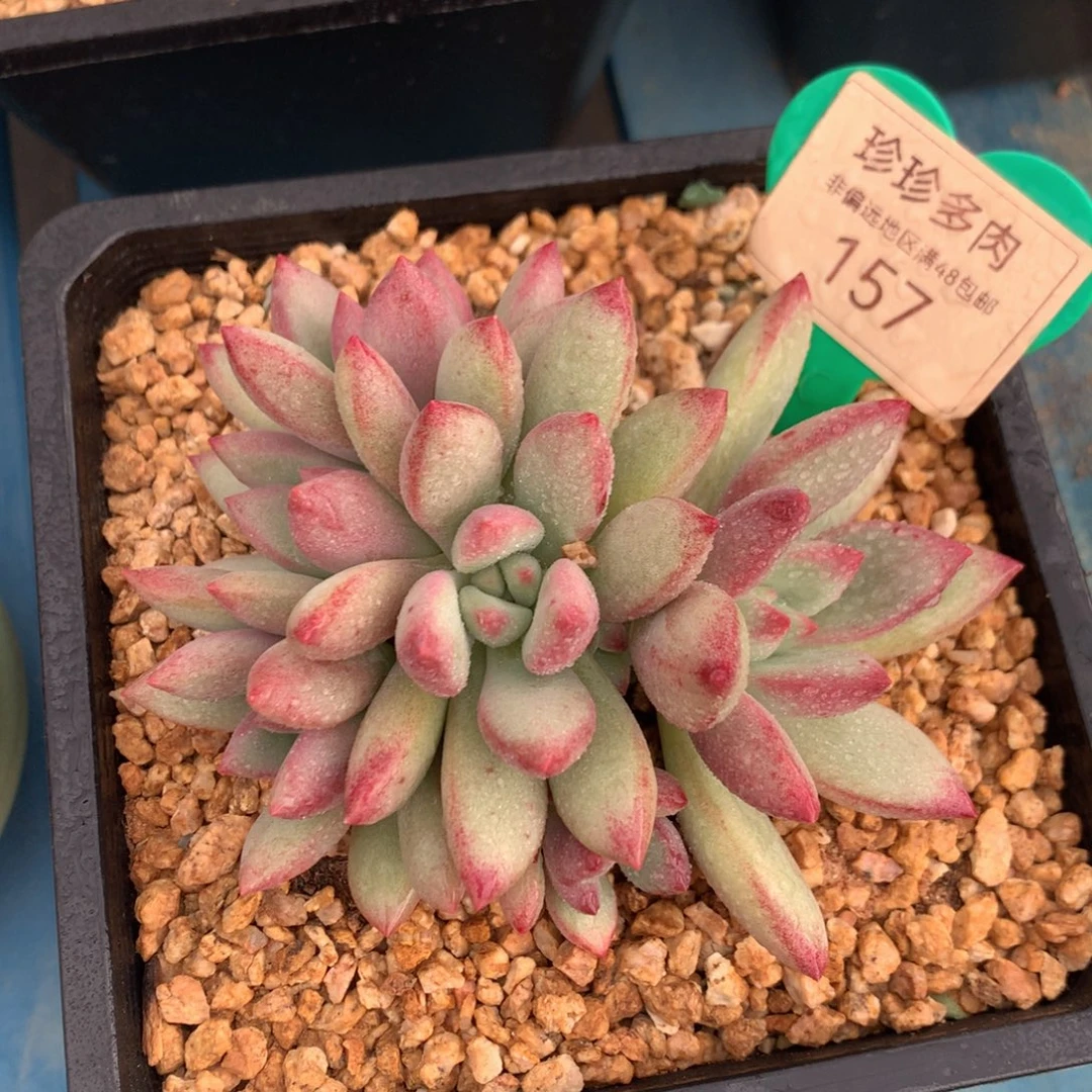 赫本群生无砍平头157