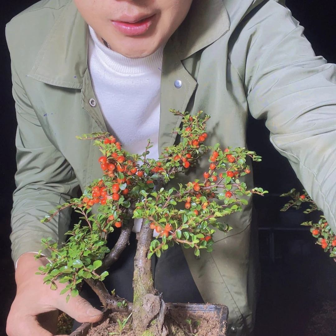 无花朵荀子盆景园区