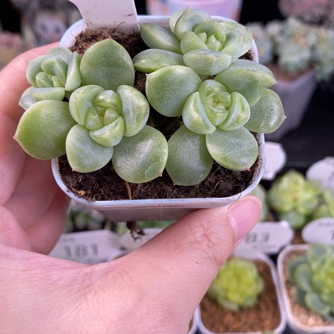新品白珍妮四头群一颗186号