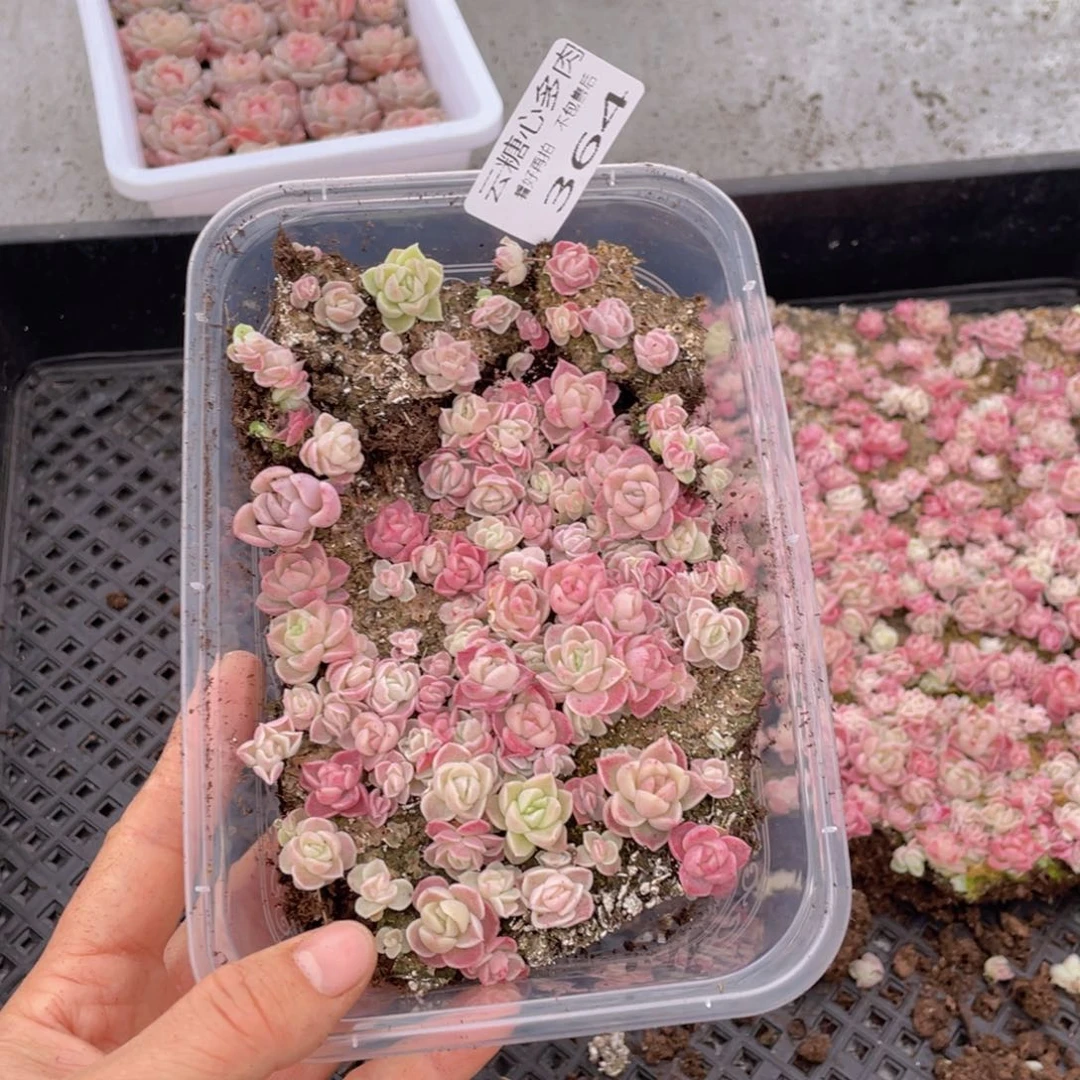 云糖心多肉植物364