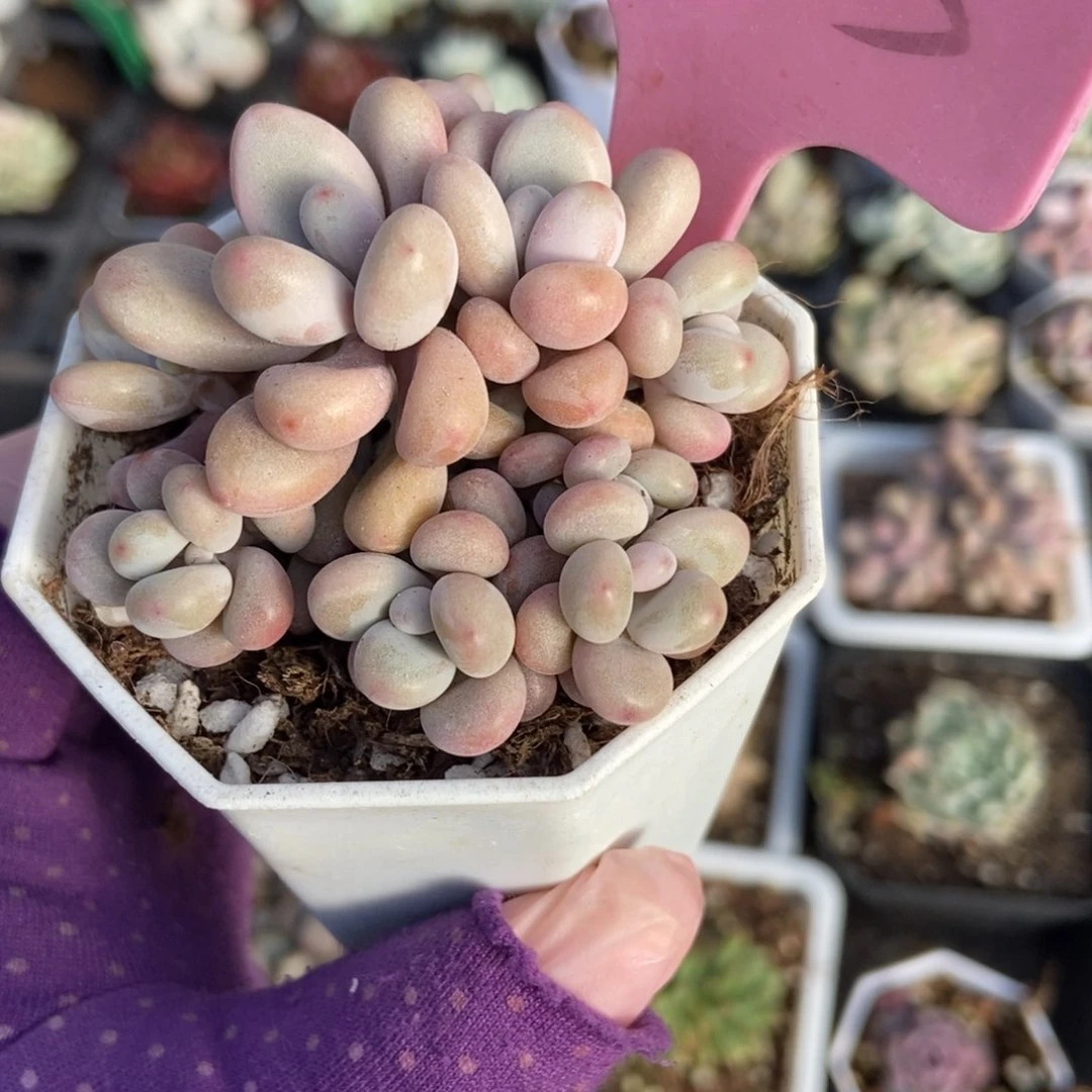 933桃蛋多肉植物保护^_^