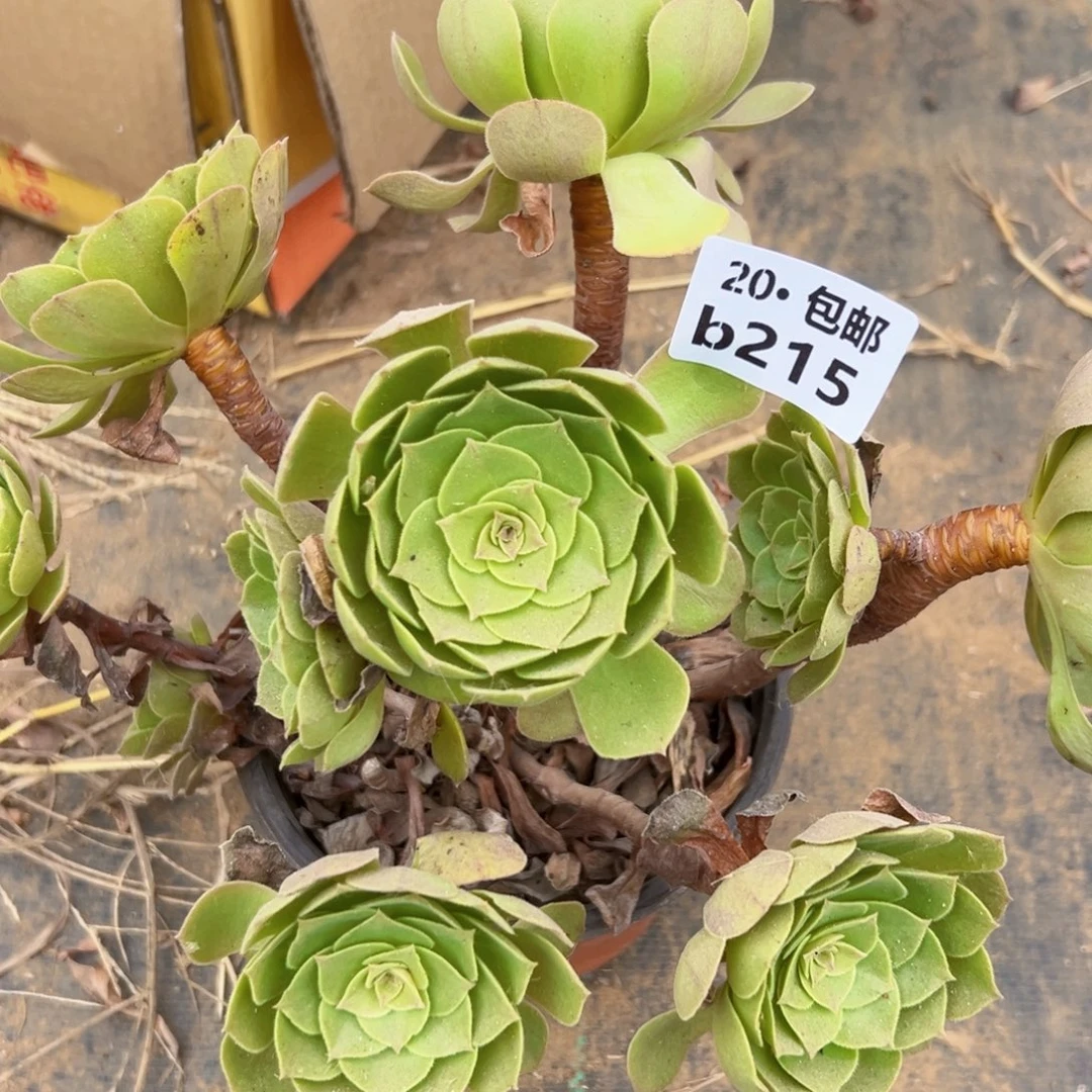 215沙拉碗，满20包邮