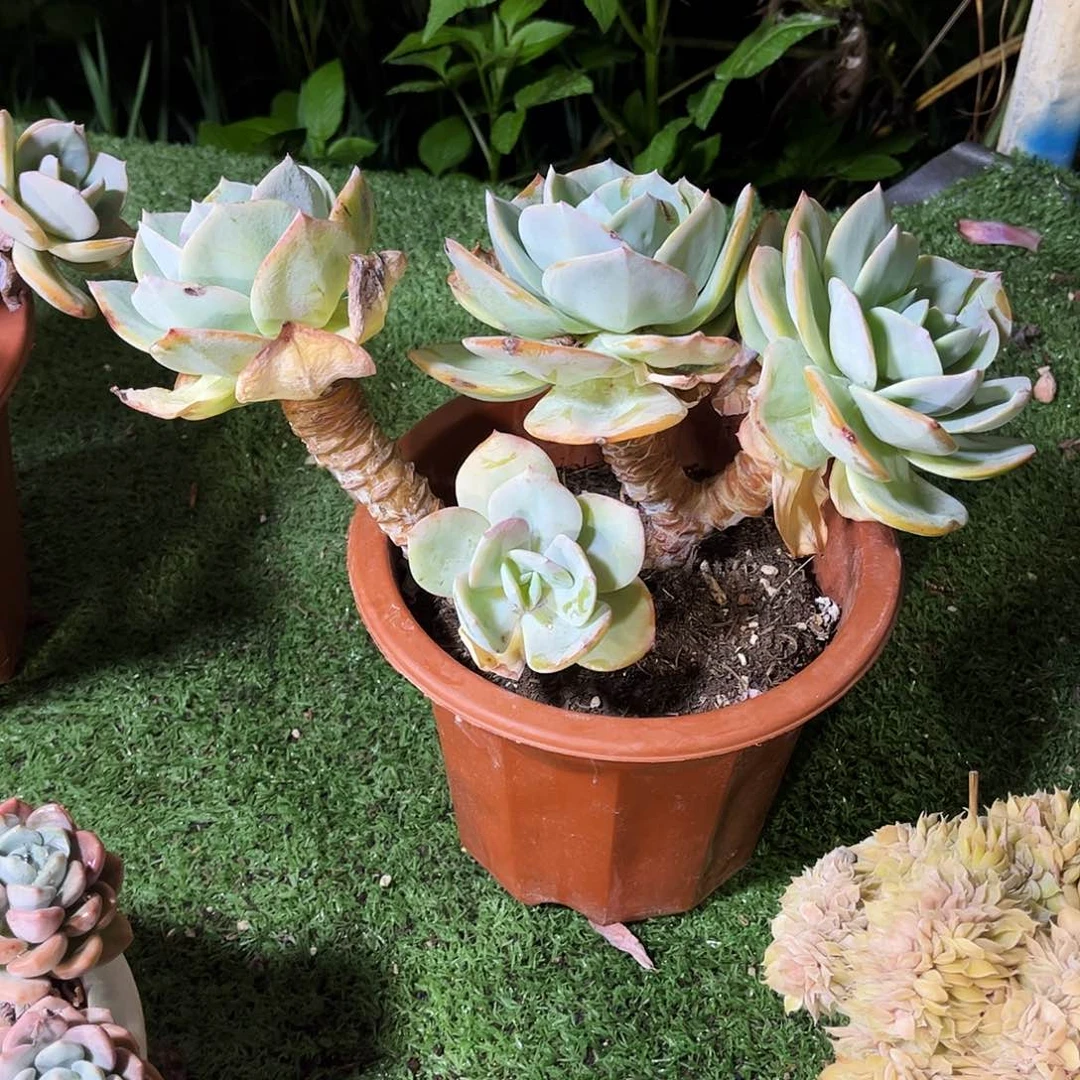 ۵***࿐白凤多肉植物保护196