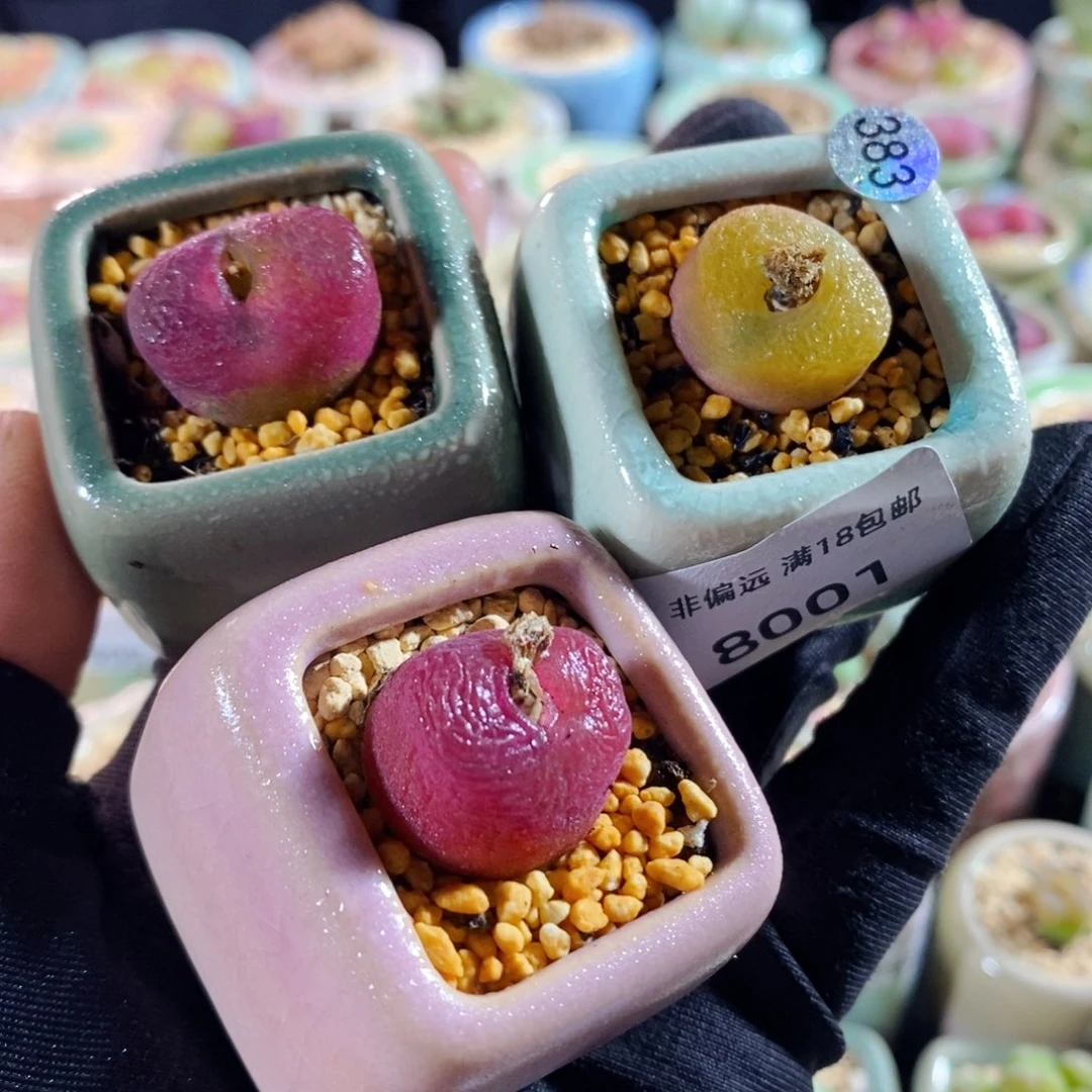 8001- 一物一拍 带盆 福利