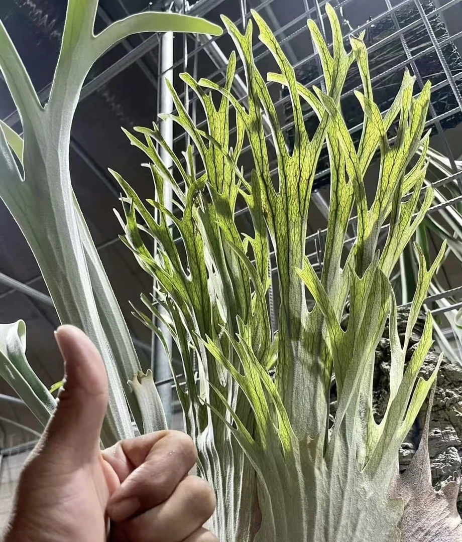 澳银60鹿角蕨孢子苗