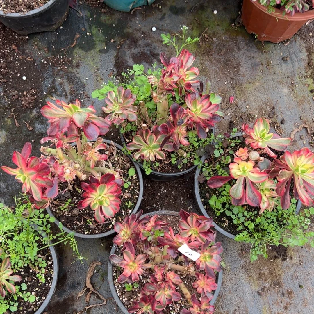 10红魔女母本一颗10多肉系