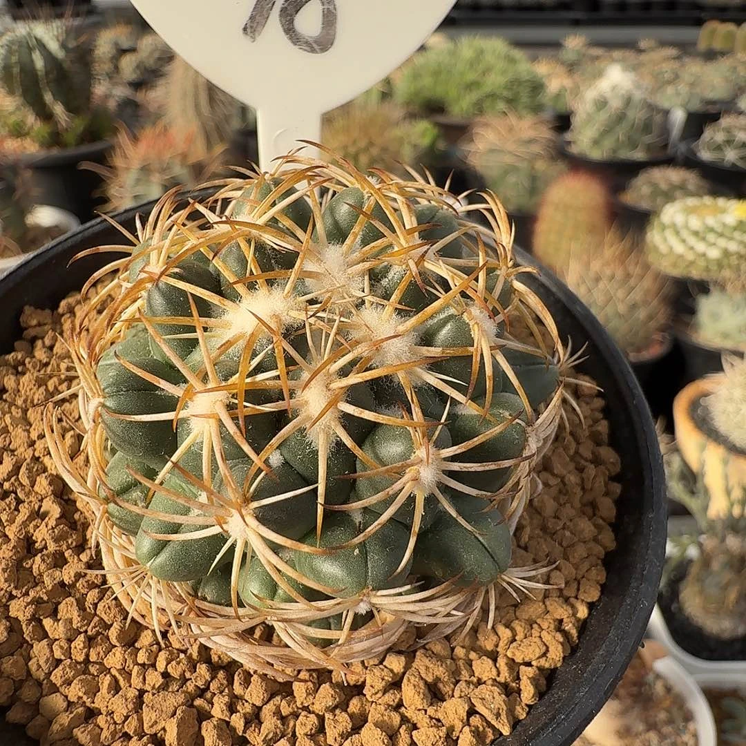 实生凤华脱土发货