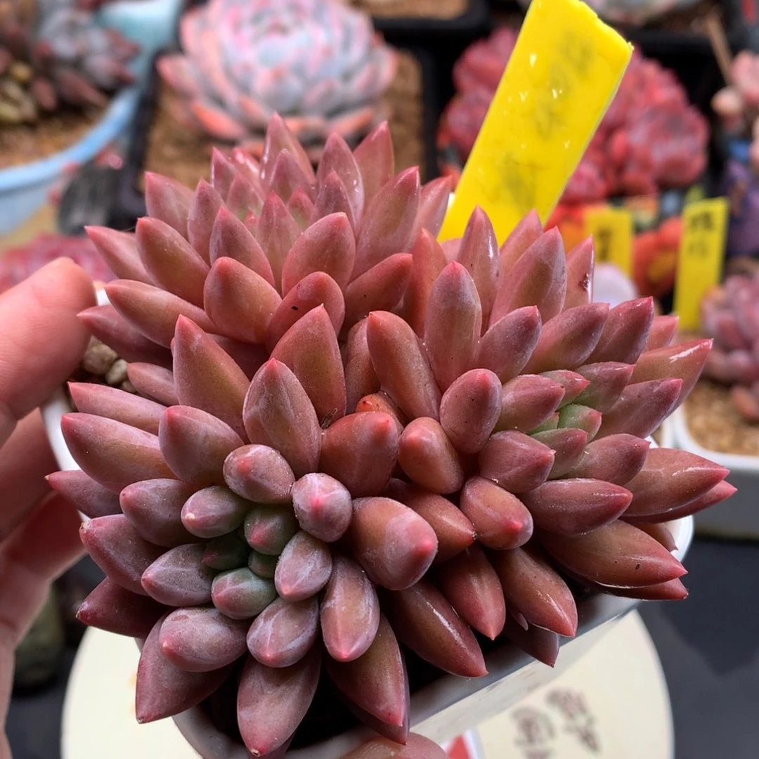 我们家的小宝贝们