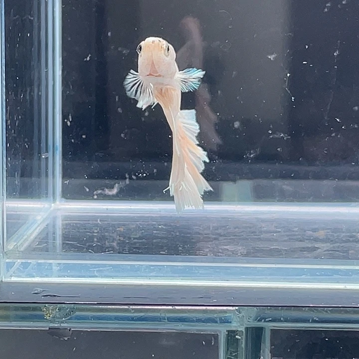 斗鱼活体不退不换谢谢