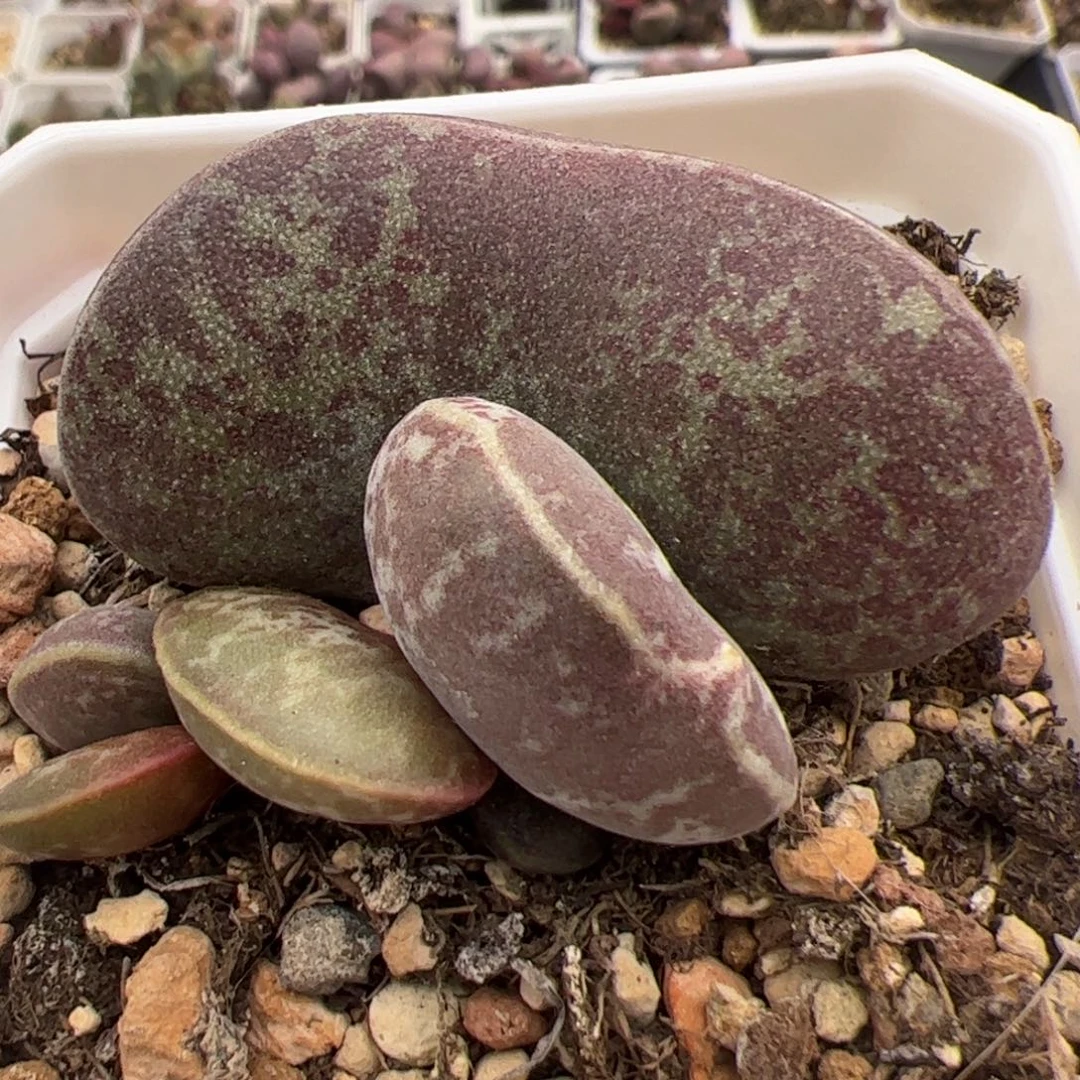 特价母叶有疤满班花旦多肉植物水泡多肉植物