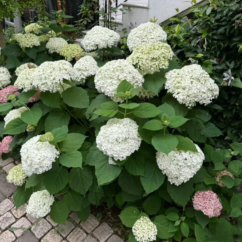 无敌贝拉安娜乔木绣球花苗耐热耐寒花卉盆栽适合阳台庭院