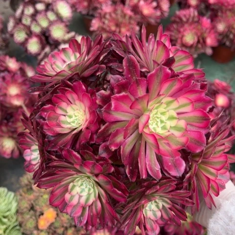 吉*铜壶锦量拍多肉法师'