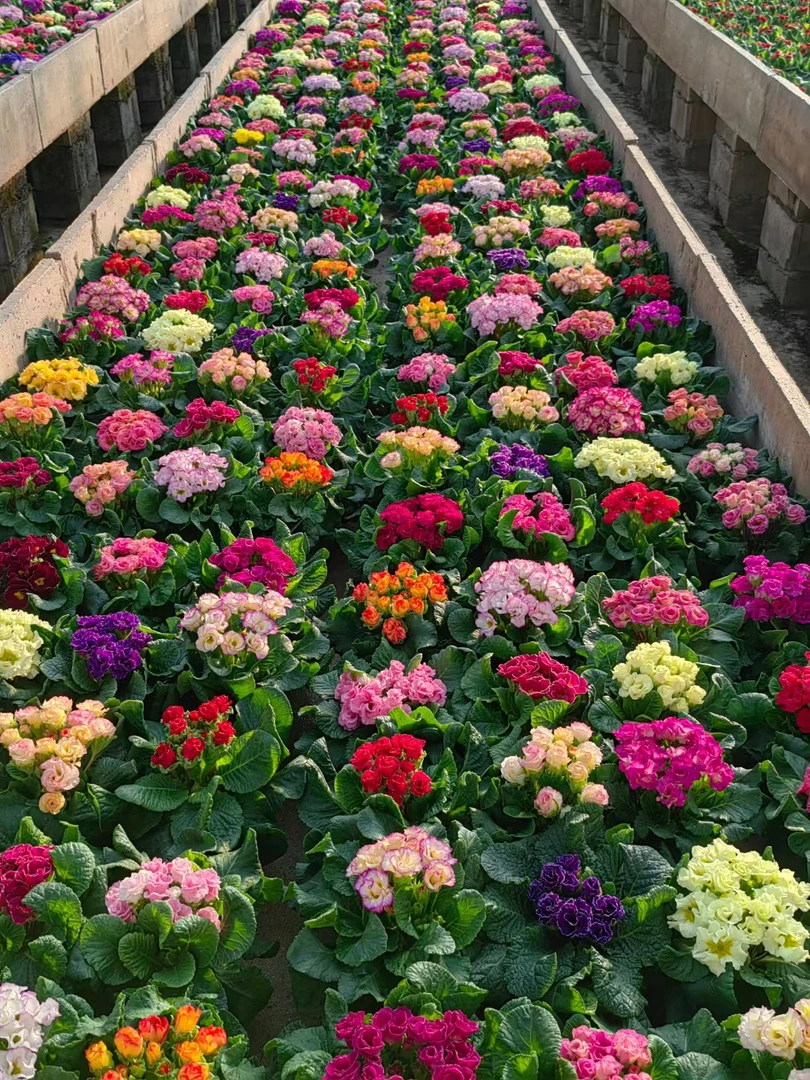 （0℃拍保温棉不拍冻坏不售后）香水玫瑰报春花盆栽花重瓣