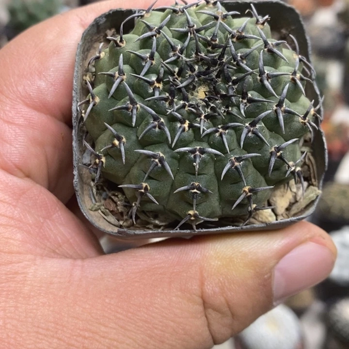 实生黑刺凤头特价