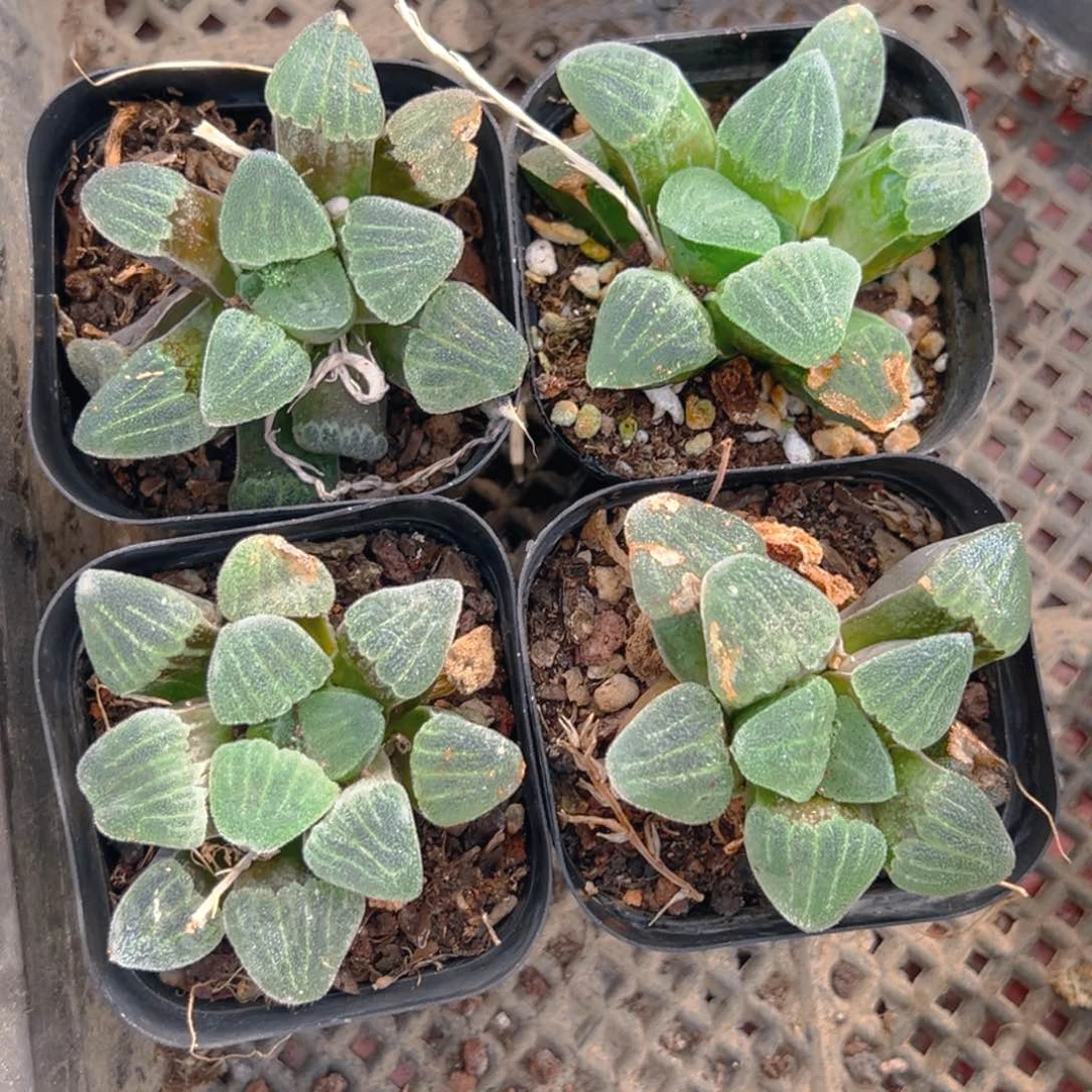 瑕疵青瓷玉露多肉一颗