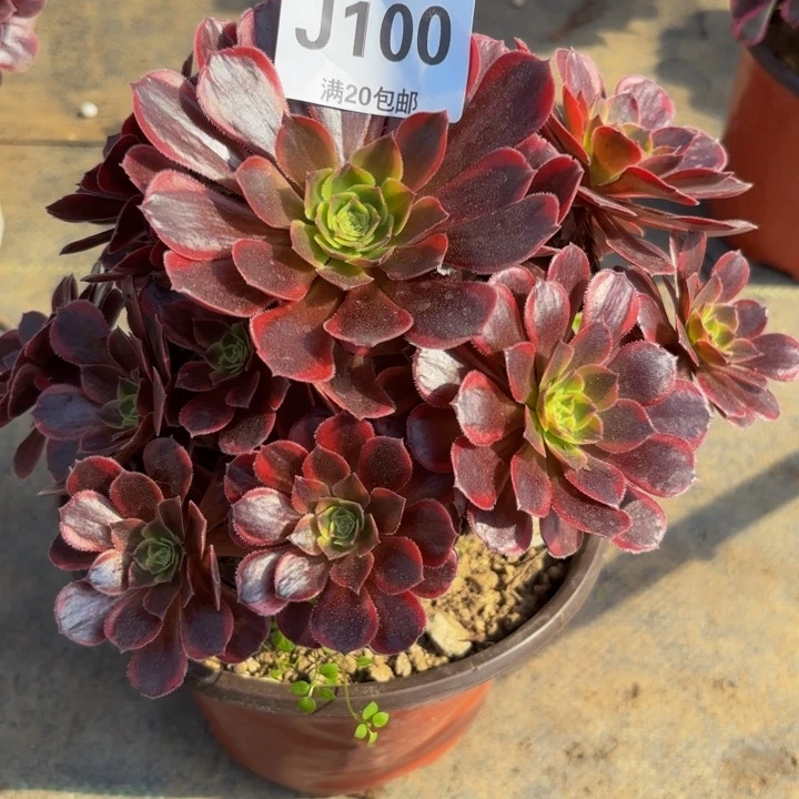 瑞妈多肉植物100水果糖